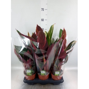 Stromanthe sanguin. 'Triostar'