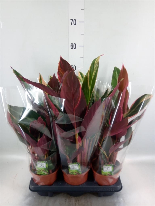 <h4>Stromanthe sanguin. 'Triostar'</h4>
