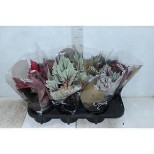 BEGONIA BELEAF P15 PO