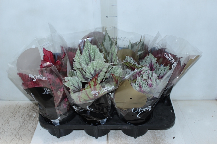<h4>BEGONIA BELEAF P15 PO</h4>