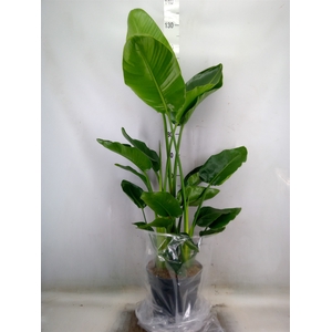 Strelitzia nicolai