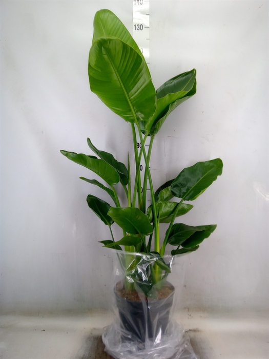 <h4>Strelitzia nicolai</h4>