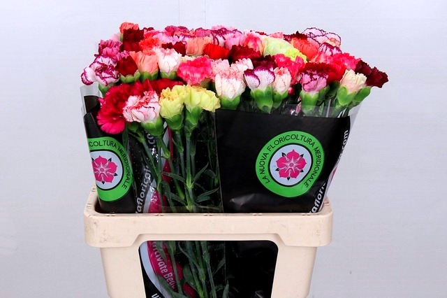 <h4>Dianthus St Mix Rainbow ( Special )</h4>