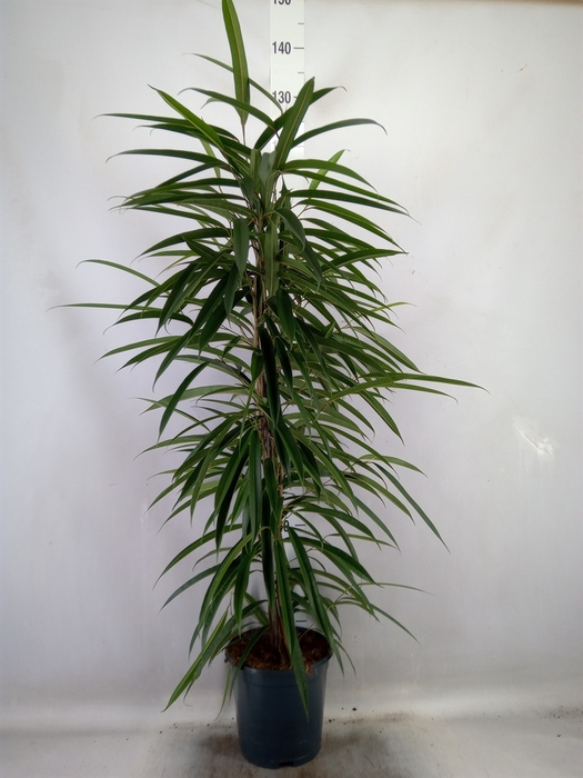 <h4>Ficus binn. 'Alii'</h4>