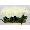 Dahlia White Wonder