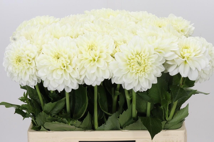 Dahlia White Wonder