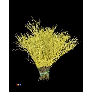 Vaccinium / Heidelbeer Yellow