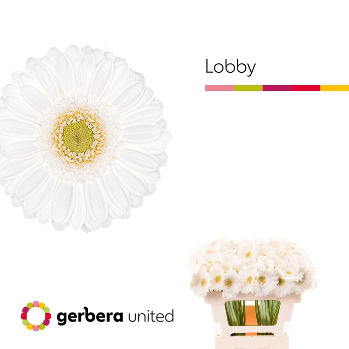 <h4>Germini Lobby Water</h4>