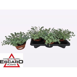 SEDUM SI MEDIOVARIEG