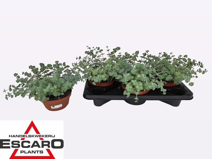 <h4>SEDUM SI MEDIOVARIEG</h4>