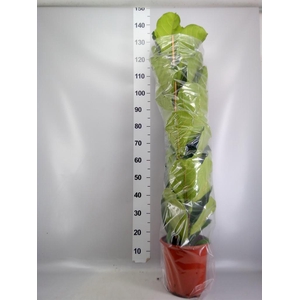 Ficus lyrata