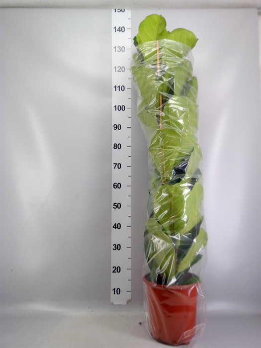 <h4>Ficus lyrata</h4>