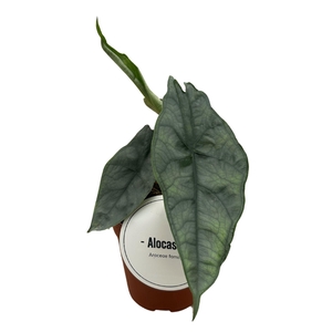 Alocasia Het. Dragons Breath