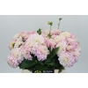 Dahlia Pink Delight