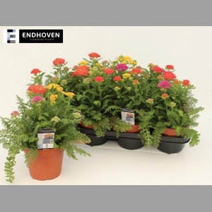 ACHI MILLEFOLIUM