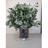 EUC CINEREA PER STEEL -PT-