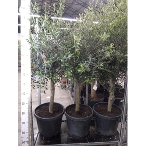 Olea europaea