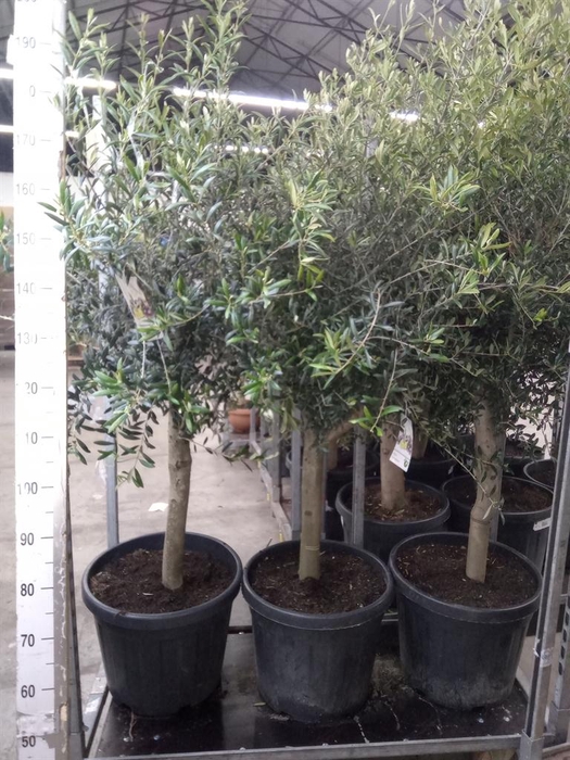 <h4>Olea europaea</h4>