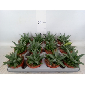 Gasteria