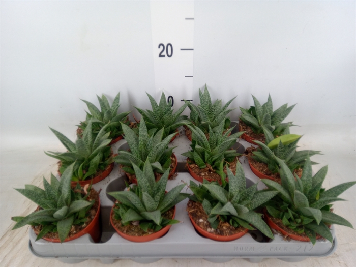 <h4>Gasteria</h4>