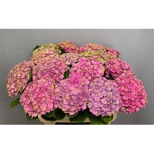 Hydr M Mag Amethyst 80 Cm