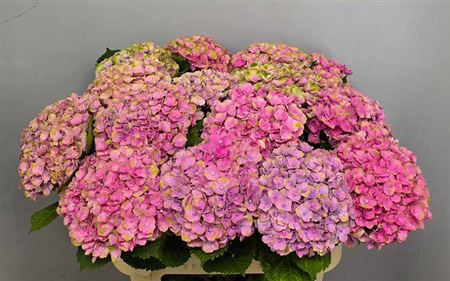 <h4>Hydr M Amethyst Rose Spray</h4>
