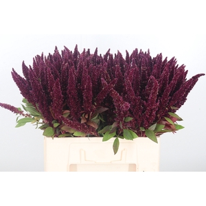 Amaranthus Rood