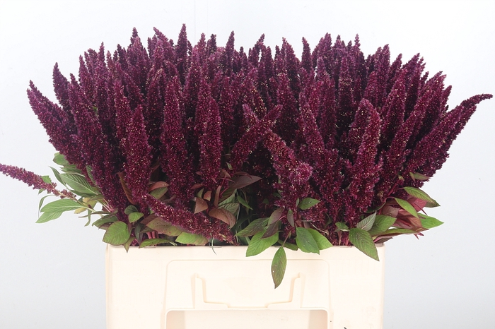 <h4>Amaranthus Rood</h4>