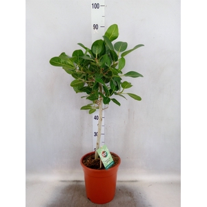 Ficus benghalensis 'Petite Audrey'