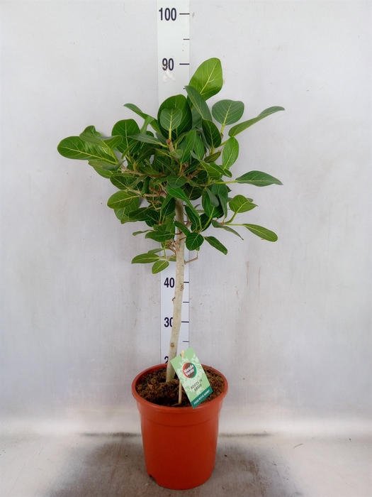<h4>Ficus benghalensis 'Petite Audrey'</h4>