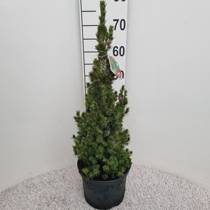 PICEA GL CONICA