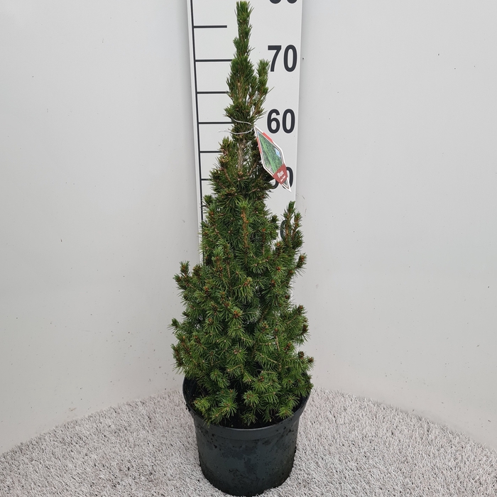 <h4>PICEA GL CONICA</h4>