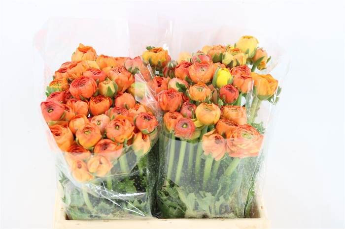 <h4>Ran Amandine Salmon</h4>