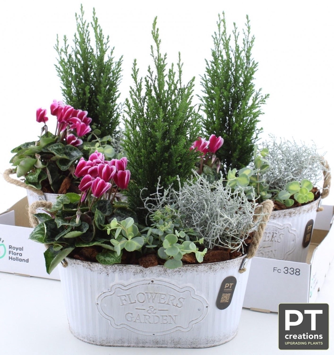 <h4>ARR TUINPLANTEN</h4>