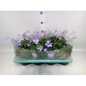 Streptocarpus saxorum