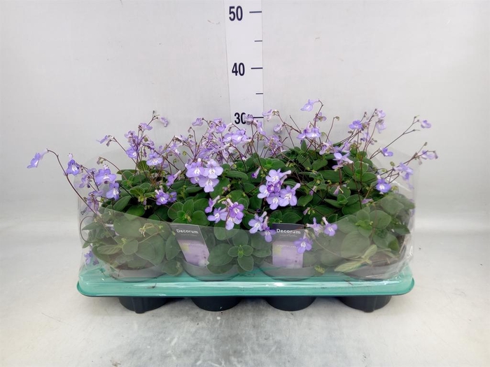 <h4>Streptocarpus saxorum</h4>