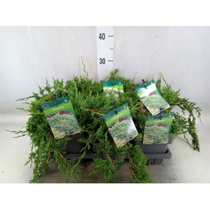 Juniperus horizont. 'Wiltonii '