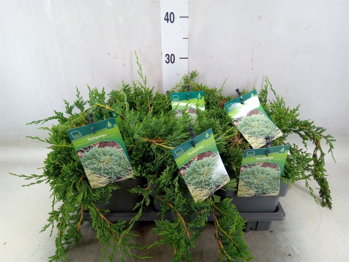<h4>Juniperus horizont. 'Wiltonii '</h4>