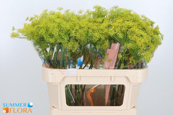 <h4>ANET GRAVEOLENS</h4>