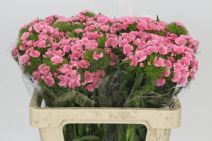 <h4>Dianthus Br Earl</h4>