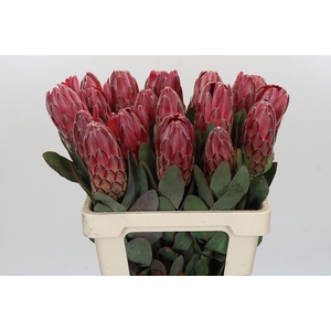 Protea Sharon