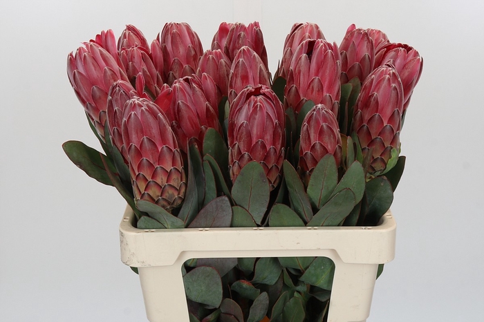 <h4>Protea Sharon</h4>