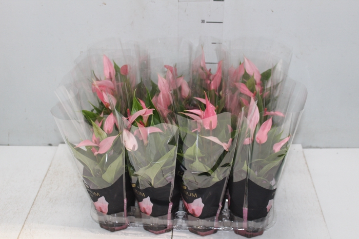 <h4>ANTHURIUM LILLI P09 PREMIUM</h4>