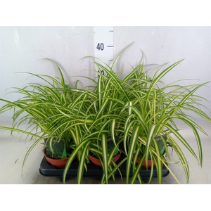 Chlorophytum  'Atlantic'