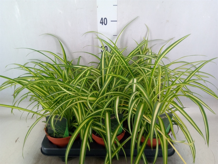 <h4>Chlorophytum  'Atlantic'</h4>