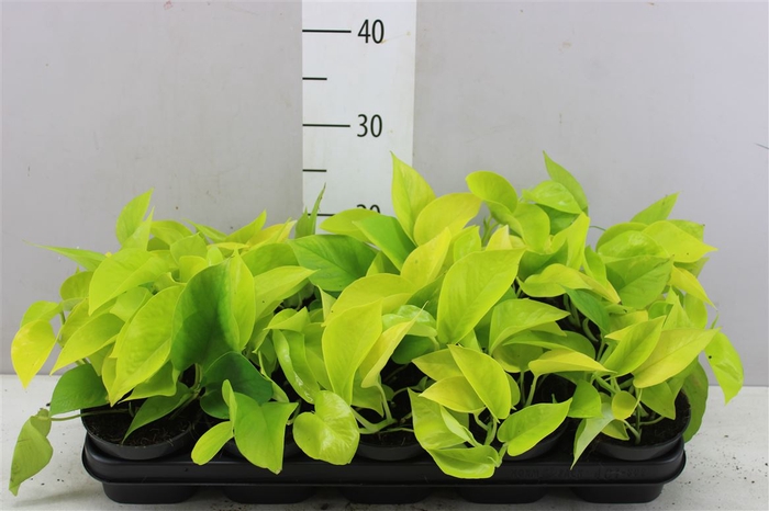 Epipremnum Golden Pothos