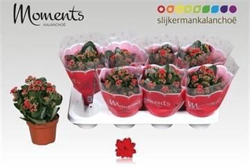 <h4>KAL GE SECRET RED</h4>