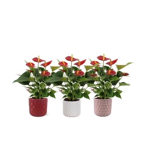 Anthurium Diamon Red in Katie ceramics