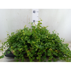 Ficus pumila 'Sunny Green'