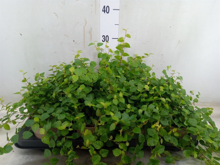 <h4>Ficus pumila 'Sunny Green'</h4>